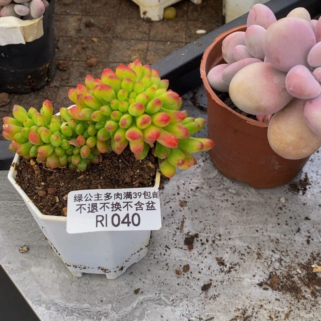 040春萌缀多肉6c m