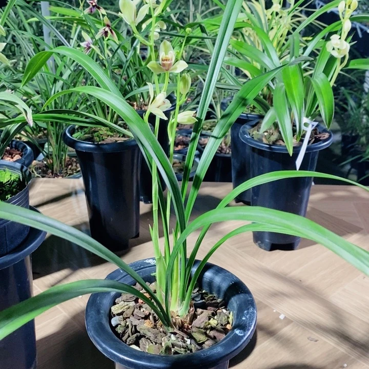寒***雪完全开放夏皇梅好看美