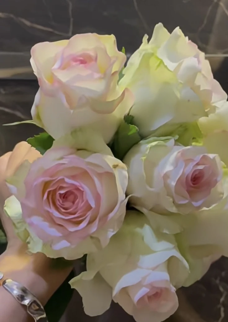 阿馥苑经典切花【白爱沙】玫瑰花苗