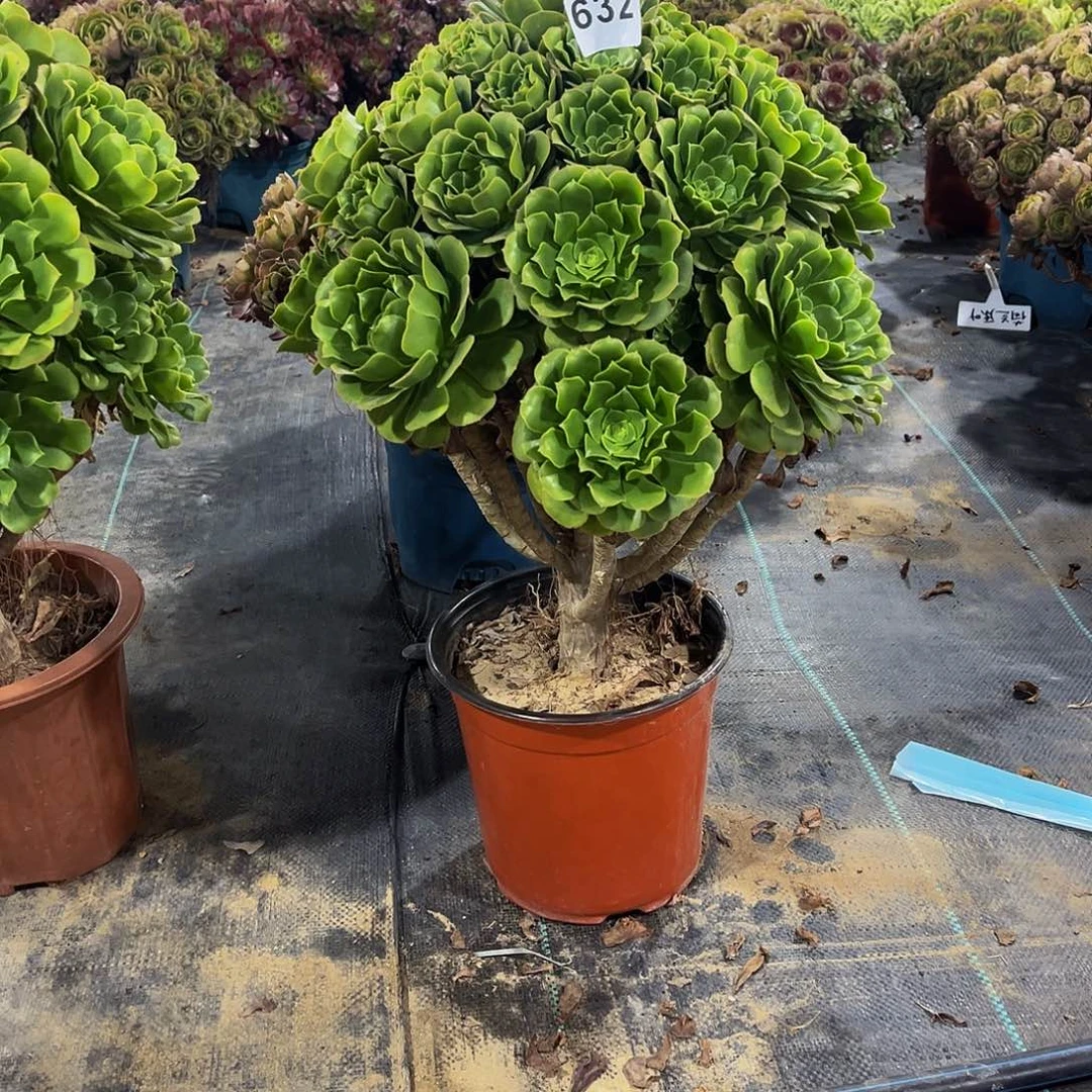 兔***萬多肉植物一物一拍632