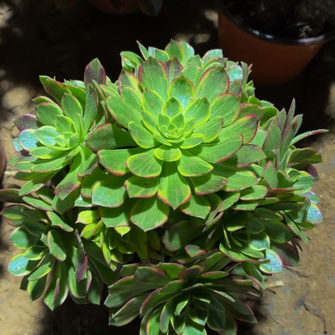 万花筒9.9木质老桩