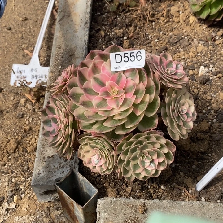 556半躺机制多肉植物
