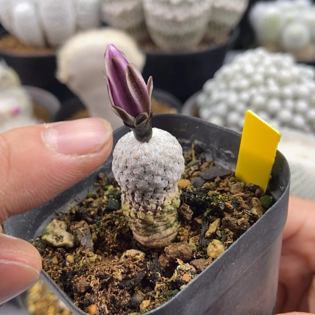 等**旗蔷薇丸，无刺仙人球开花