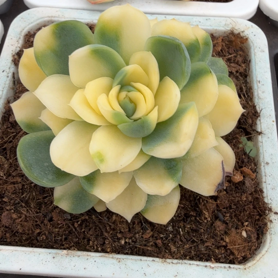 贝瑞锦锦上园艺一物一拍