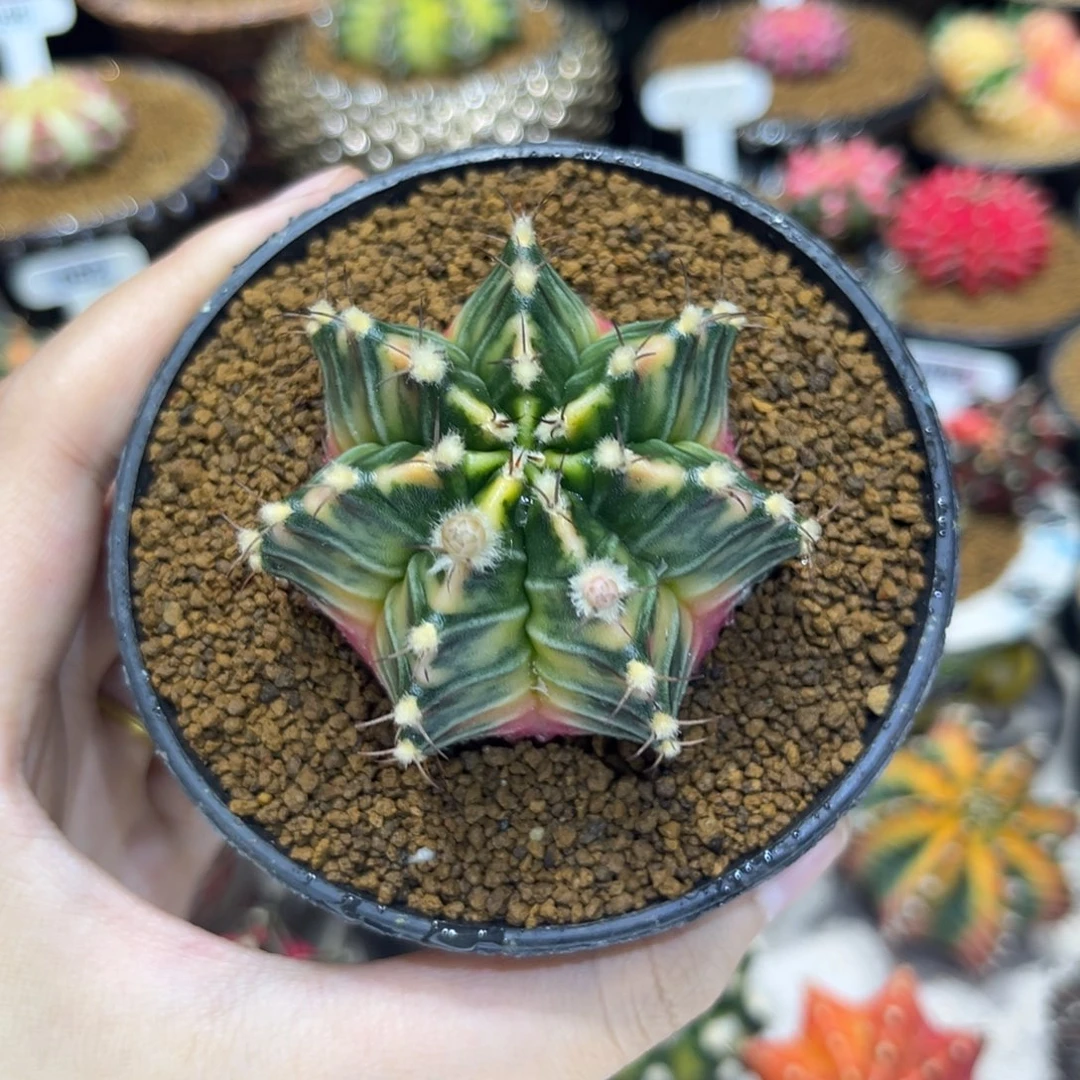 5.6cm全臀锦 带盆土发货