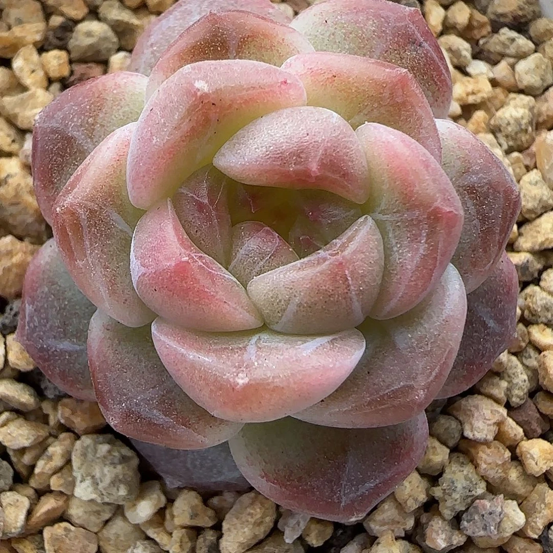 【满29包邮非偏远】230福利