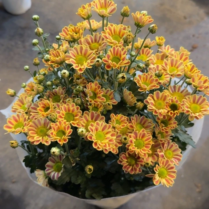 新品橙色斑马小菊