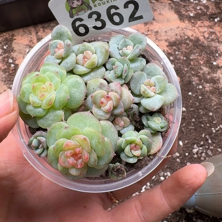 多肉植物多肉植物