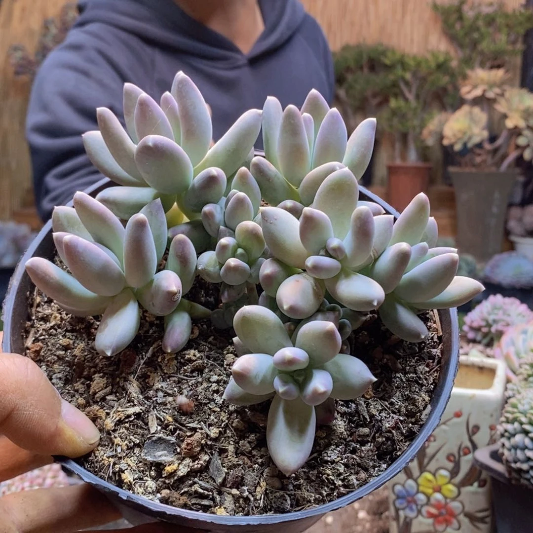 最****開D54号松果美人