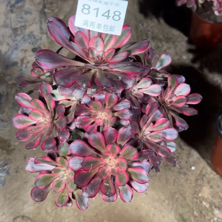 8148丽娜多肉植物