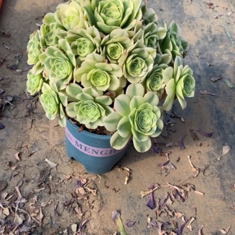 绿豆沙3多肉植物法师法师
