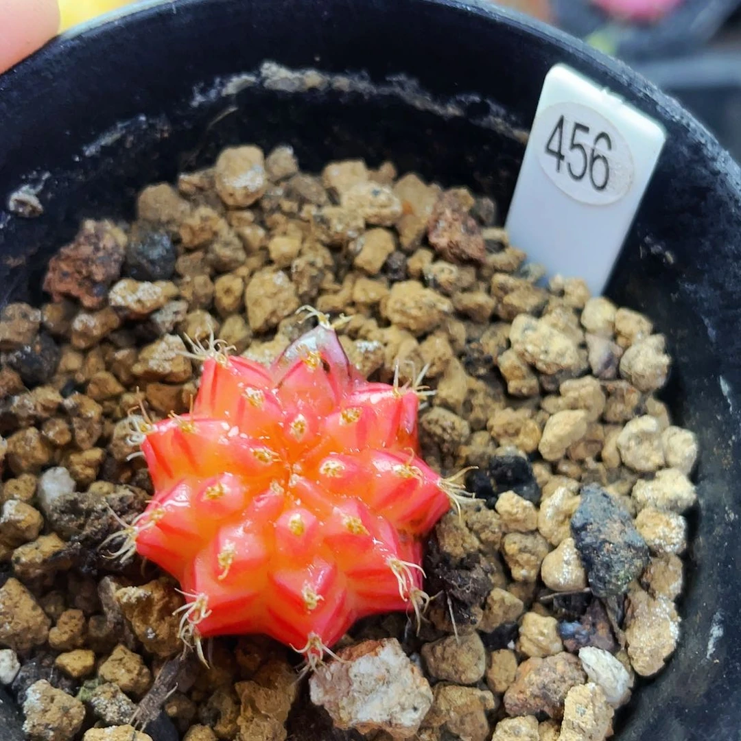 非偏远地区满25包邮仙人球