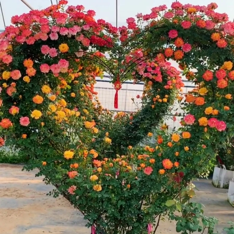 心形造形藤本月季立体心形爬墙月季心形花墙庭院别墅花园植物花卉