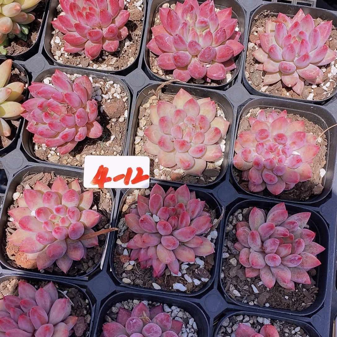 4-12 小红虞美人福利一颗量拍