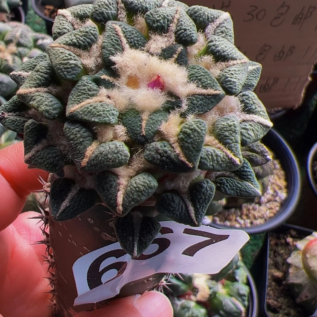 无花朵象足黑牡丹有点歪头667