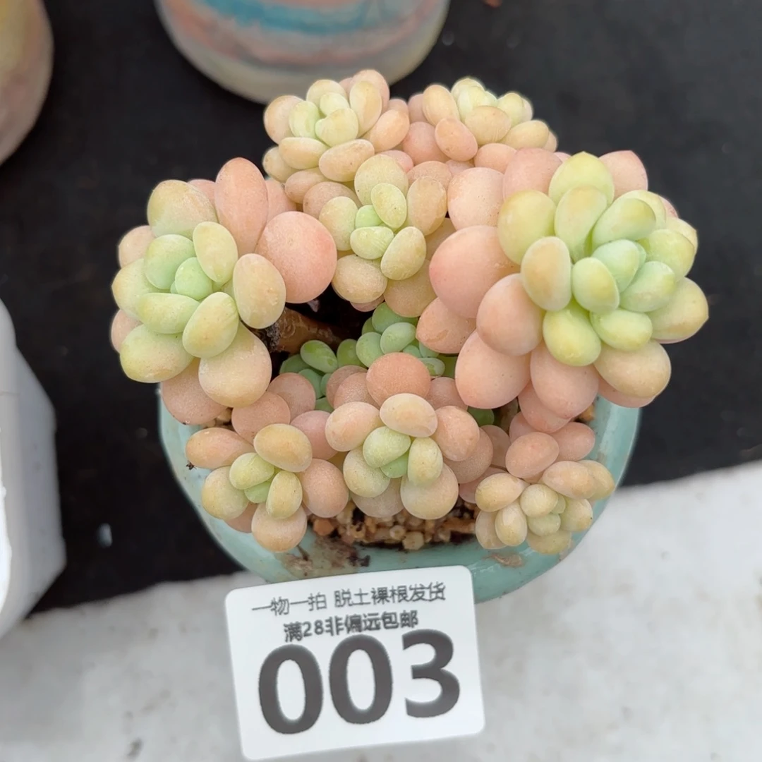 韩系洛可可无盆土发货