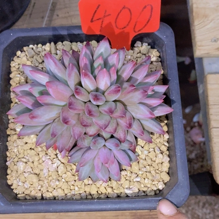 是的哦亲爱呢亲爱