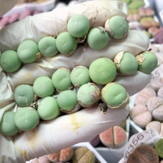 6573，1-1.1厘米20棵捡漏