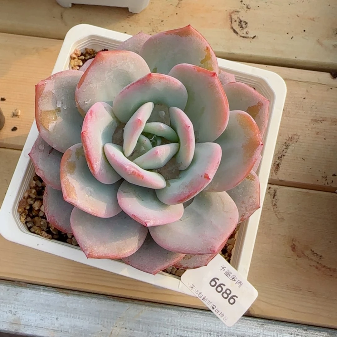 奶茶，6686多肉植物