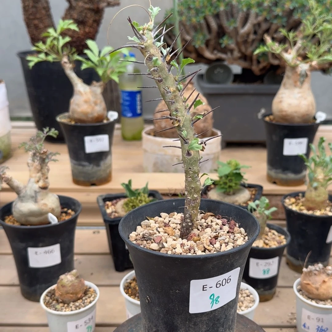 606格斯龙骨葵块根植物