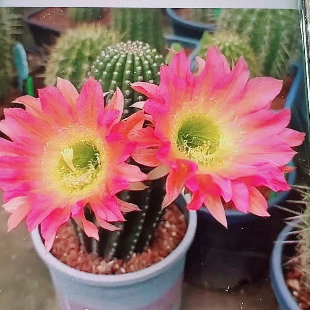 毛花柱美瞳侧芽 20 包邮