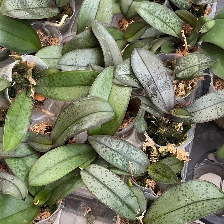 完全开放西雷利实生1.7寸拇指苗拍一发二