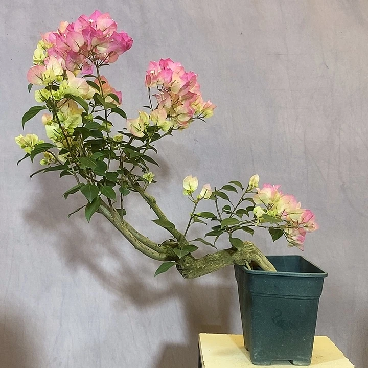 大量花朵（建议范围：8朵-15朵 或40%以上）绿樱