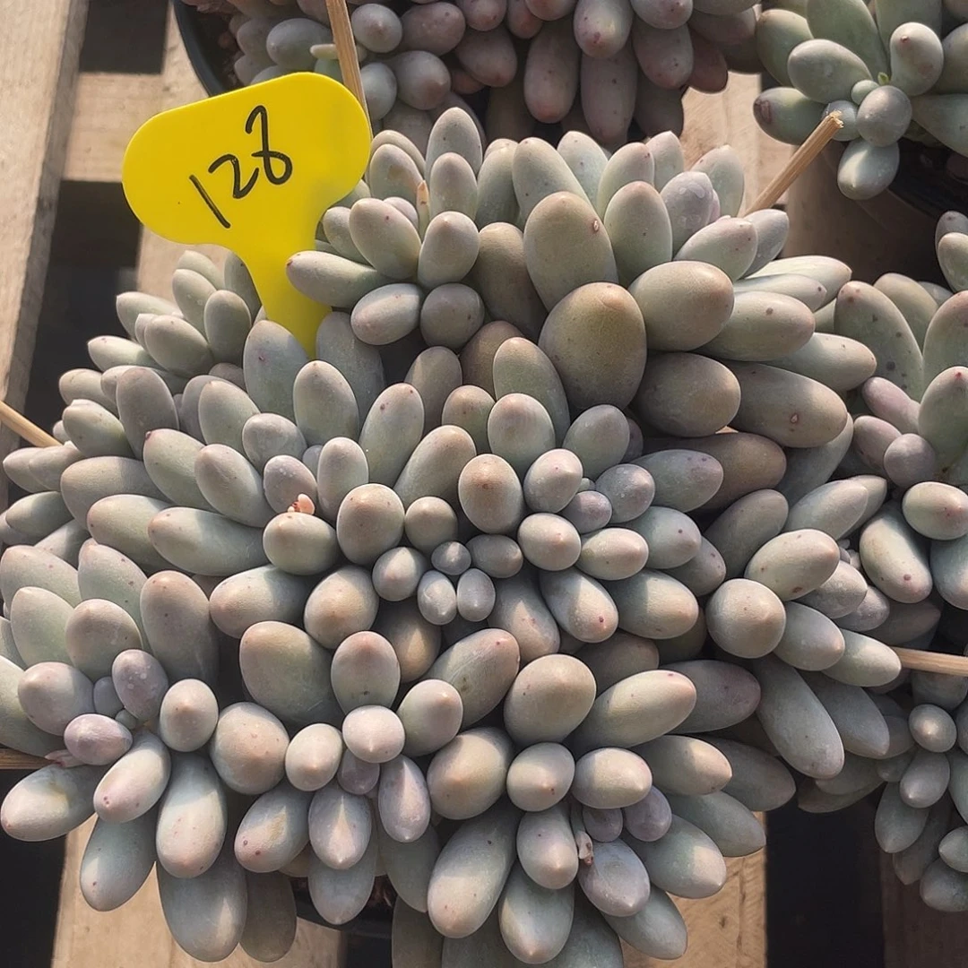 大叶汤圆多肉植物128