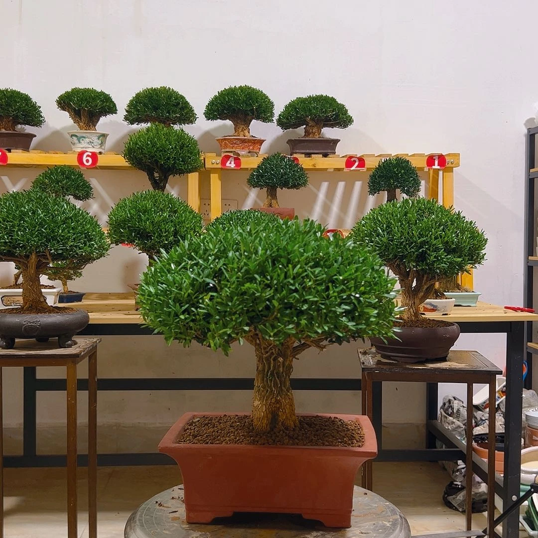 成***功无花朵黄杨一物一拍盆景