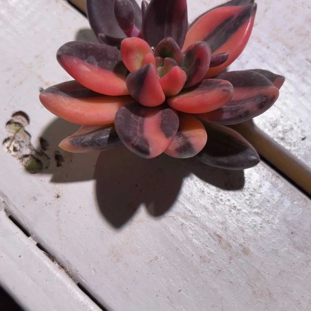 紫丽殿锦多肉植物