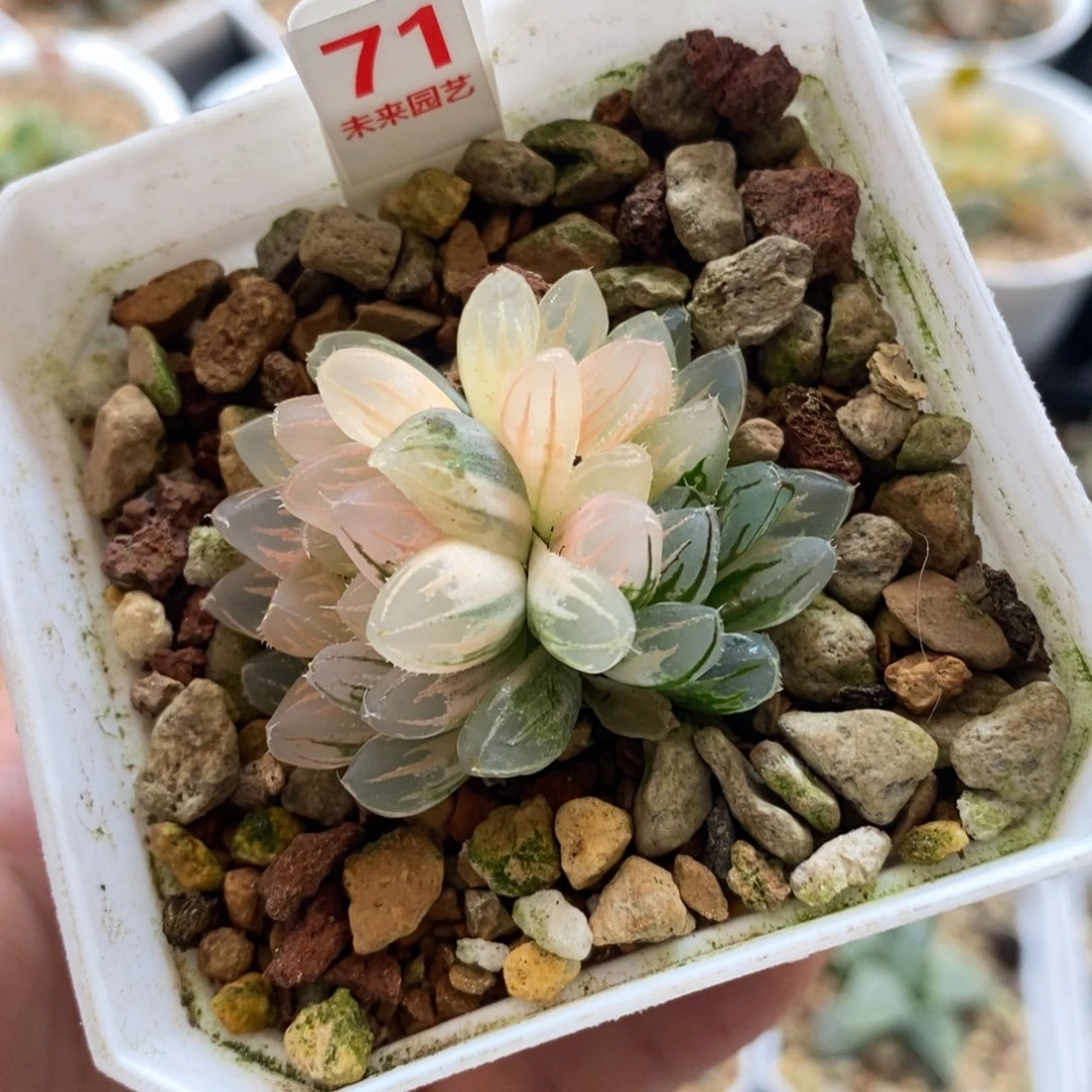 71双头霓虹灯变异玉露锦一物一拍