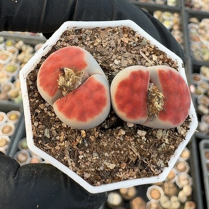 生石花11111。    88