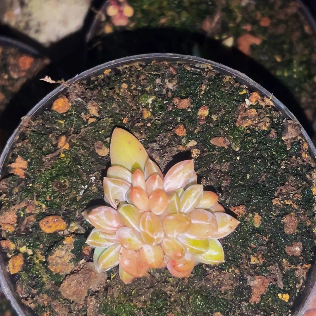 桔云多肉美人精品系列