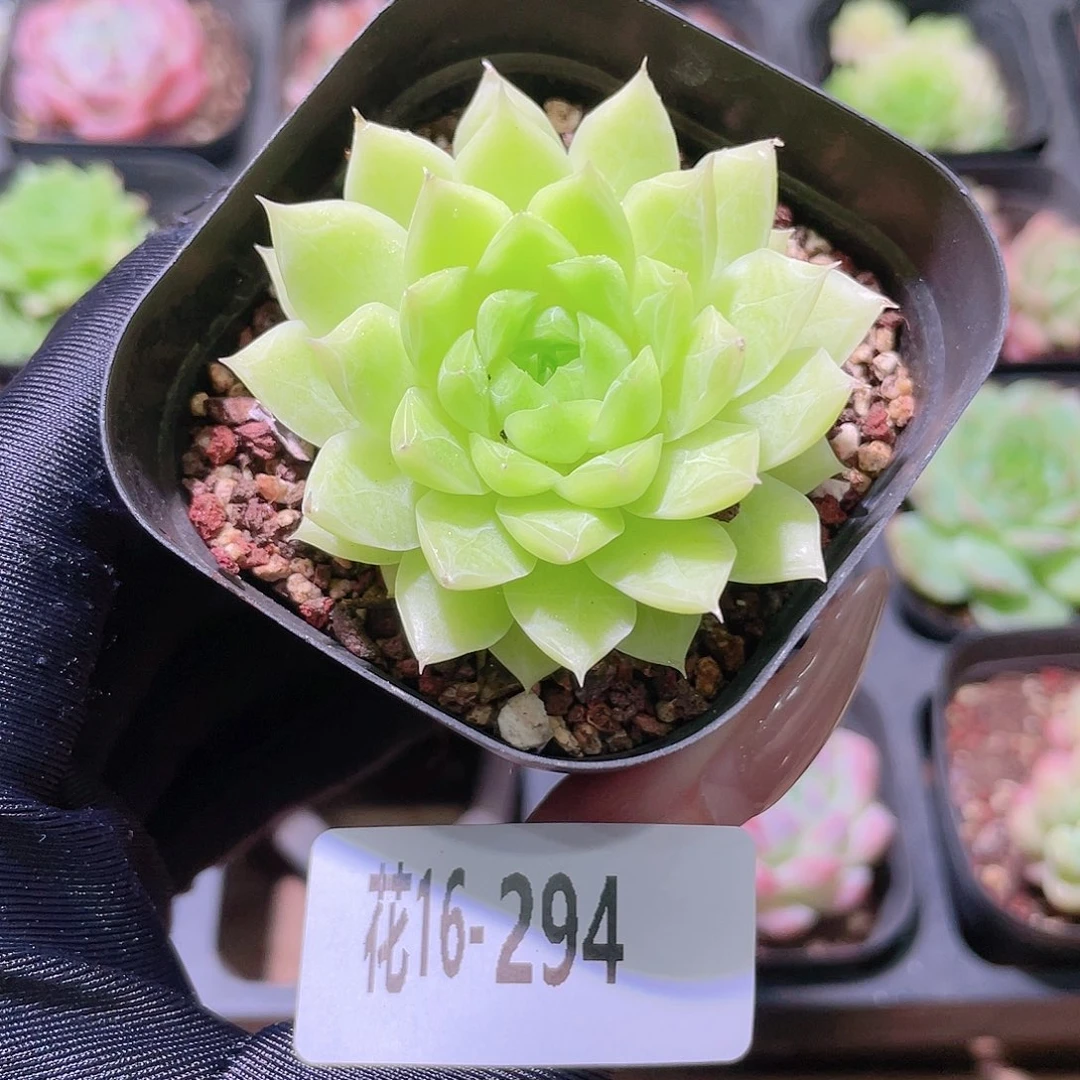 花利美16-294女王玫瑰