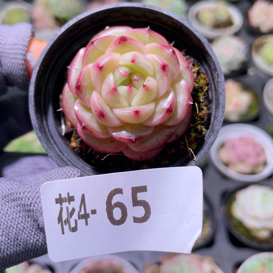 花利美 4-65珍妮