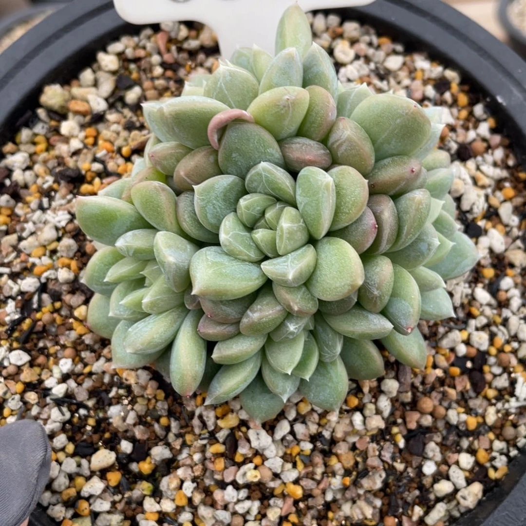 丶**勺0601 百搭翡翠 啦啦啦