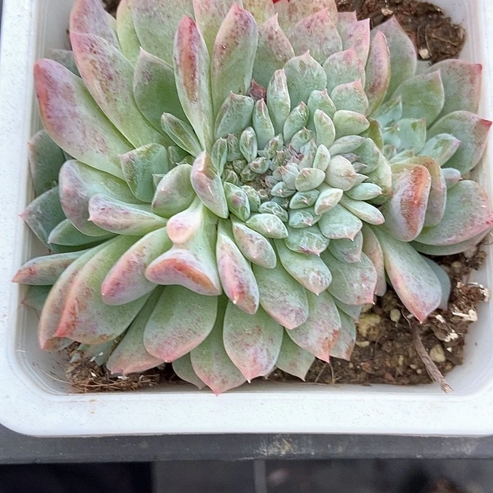 多肉植物冰魄缀984