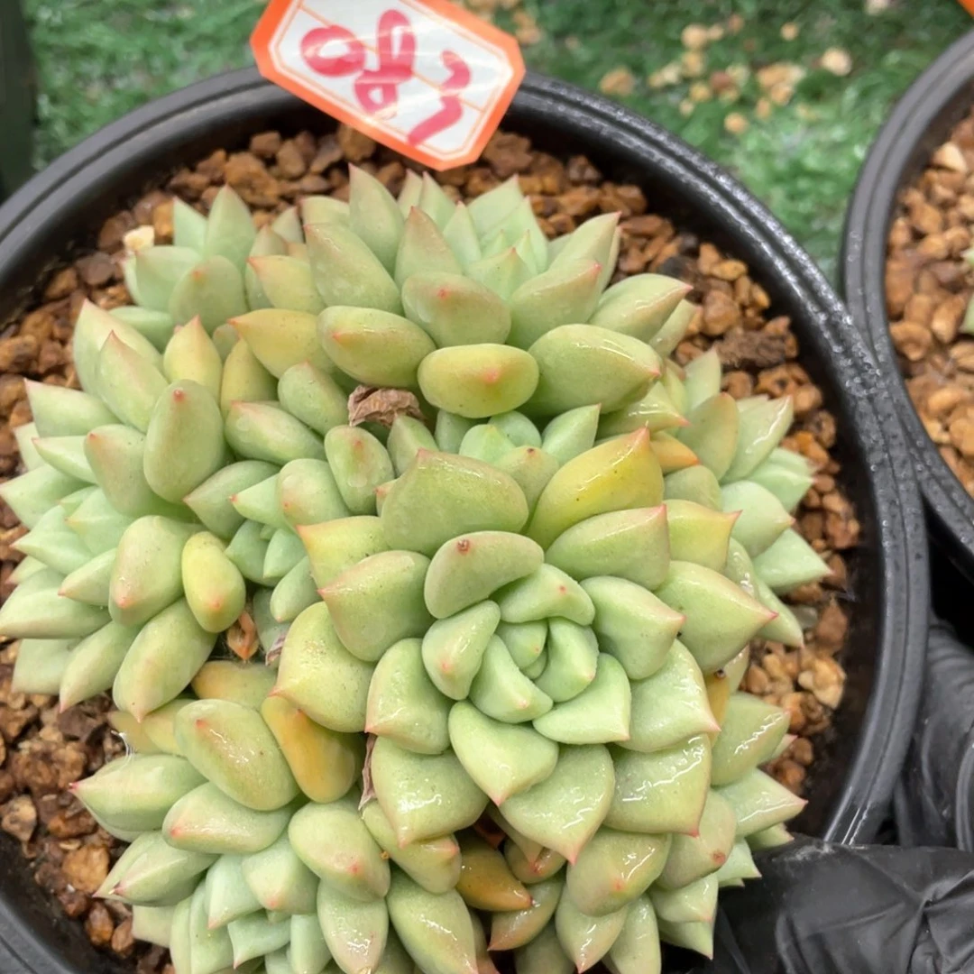083 一物一拍28包邮非偏远