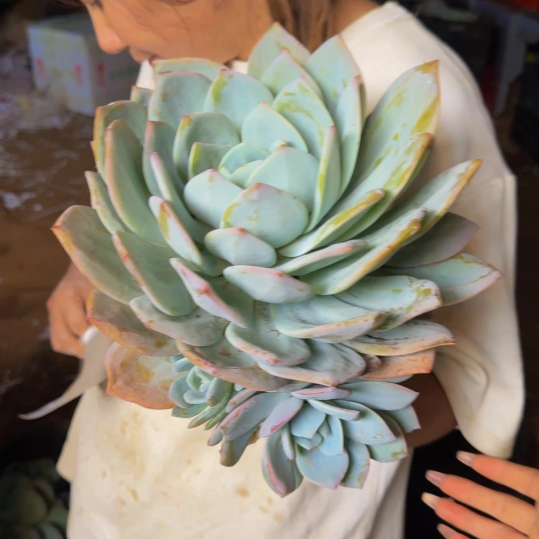 小***二奶茶 一颗 不包损55号