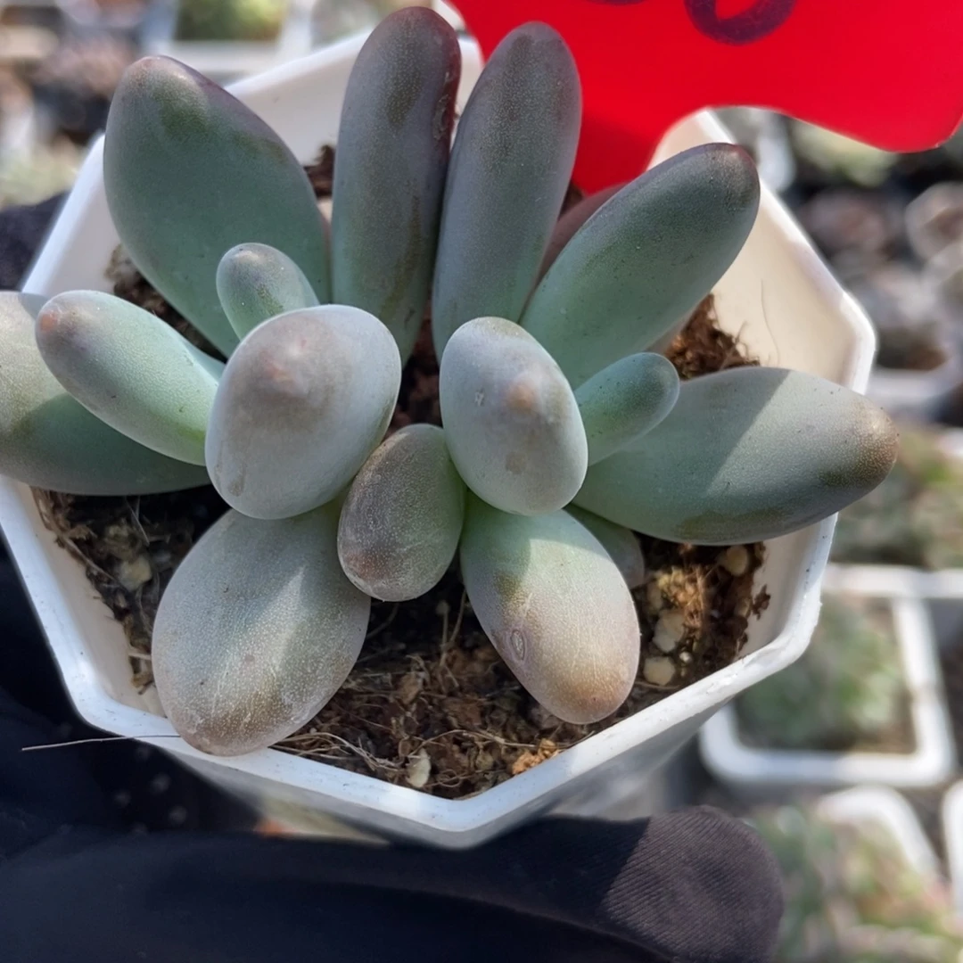 986企鹅多肉植物多肉