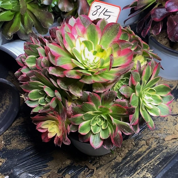 粉体海王老桩815号