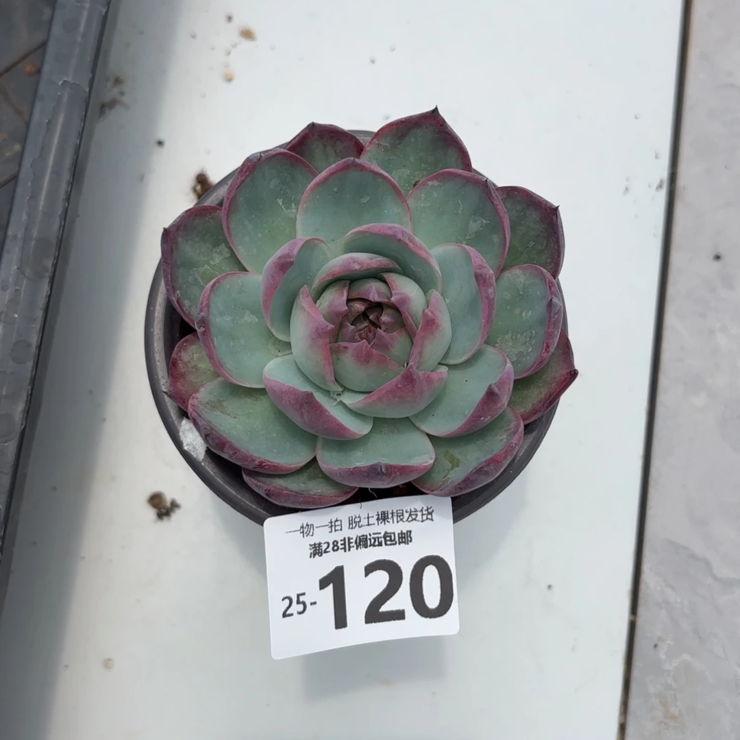 一*惊鸿仙子单头多肉多肉