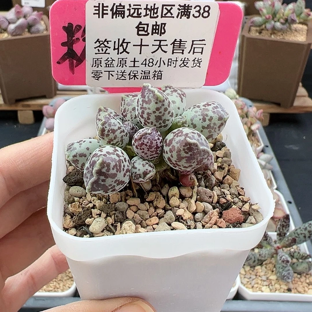 244达摩海豹多肉