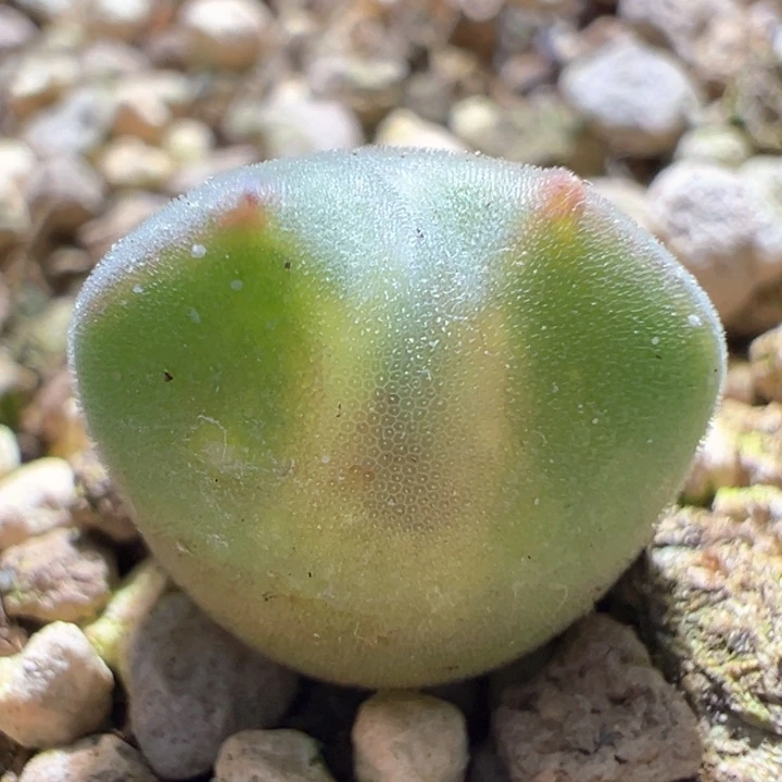 115。 青蛙种源优选两年大眼空蝉。 限定福利。