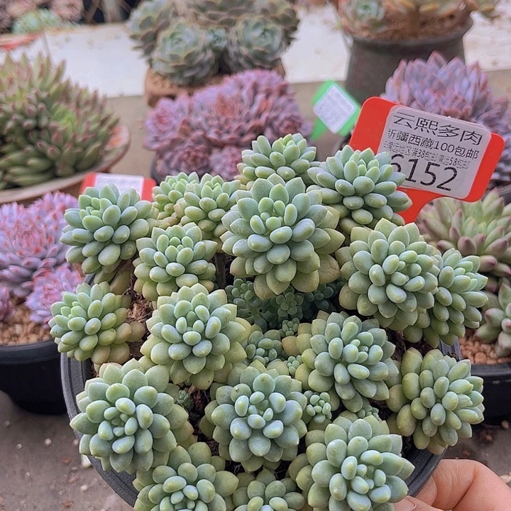 6152洛可可。