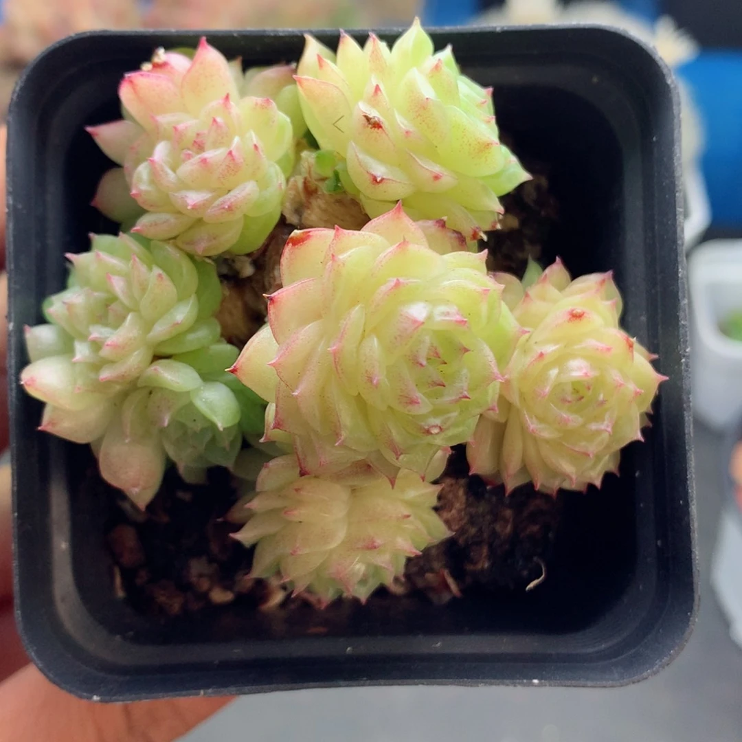 58包邮  群生不包整44