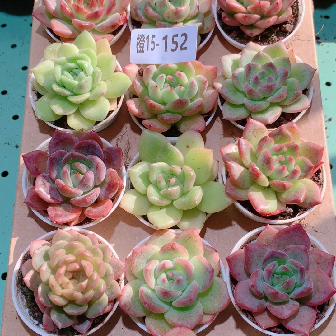 15-152一物一拍多肉带盆18颗