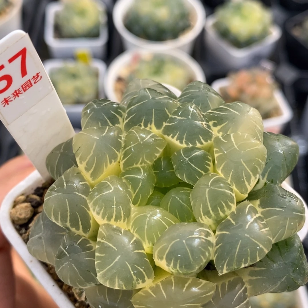 不开花植物57玉露