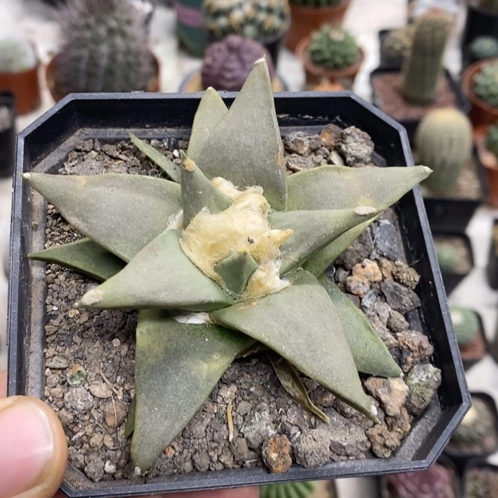 实生大号岩牡丹特价孤品