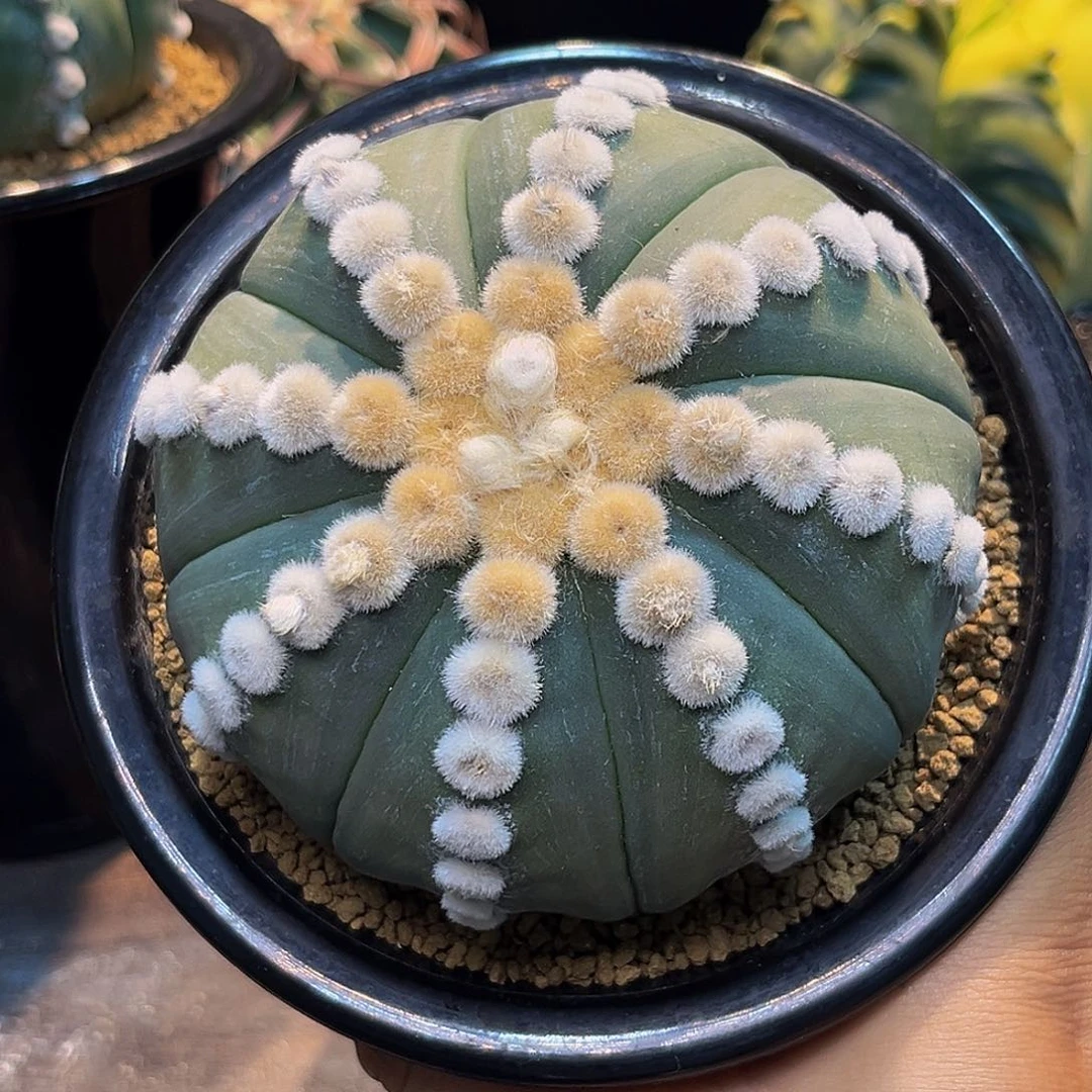 高绒琉璃Zzzzzzzzzzzzzzzz